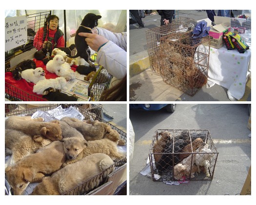 분당에서 갈색푸들을 찾고있네요..