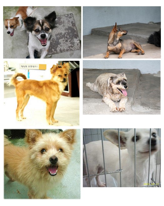 삼실아이들 임보급구 (1차)