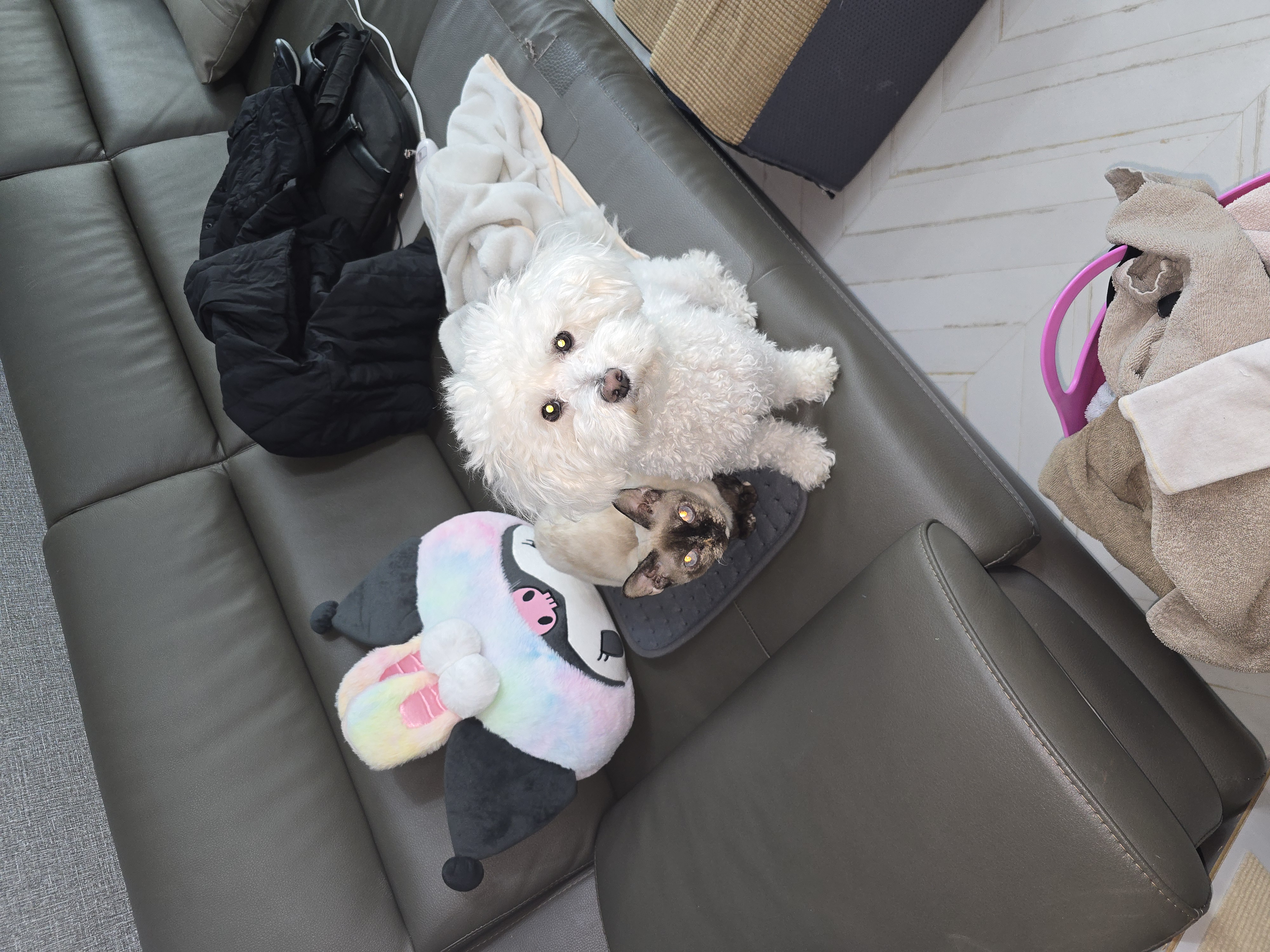 바다 입양 3갤 후기