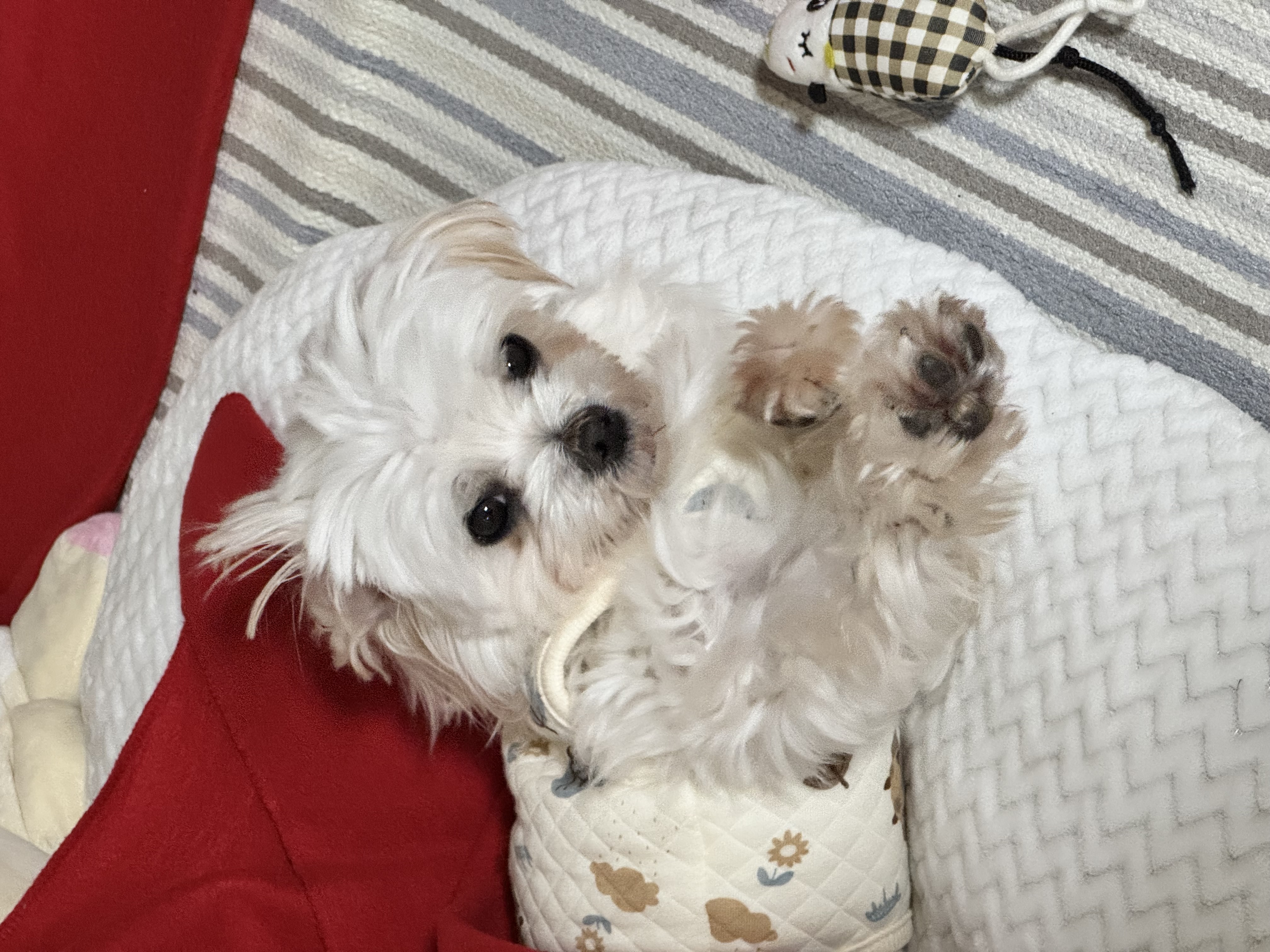 임보 7일차 세티 잘지내고 있어요~