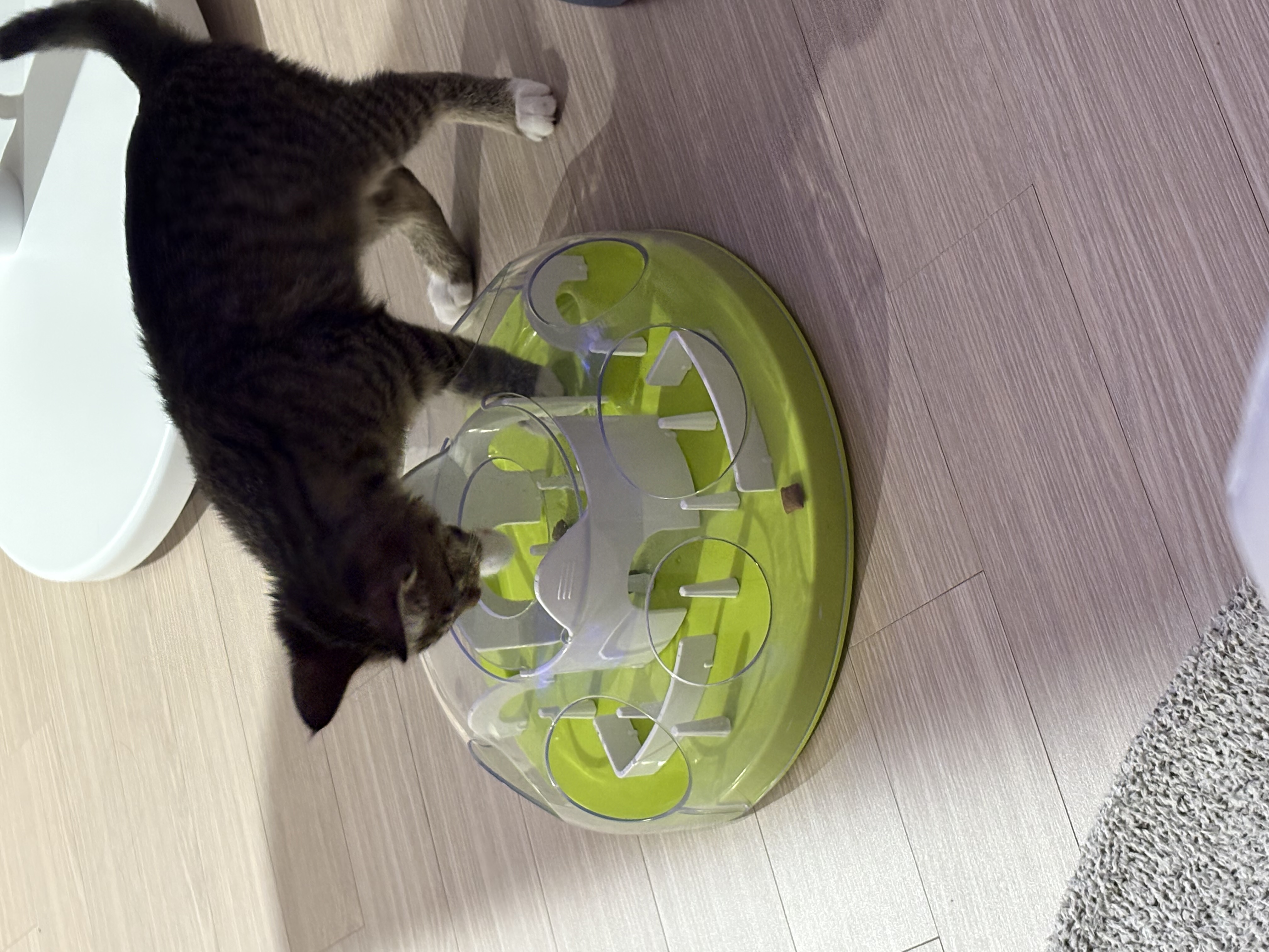 진하리 (구 애옹이) 입양 1개월차 후기 입니다!