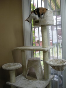 캣타워 기념사진입니다.