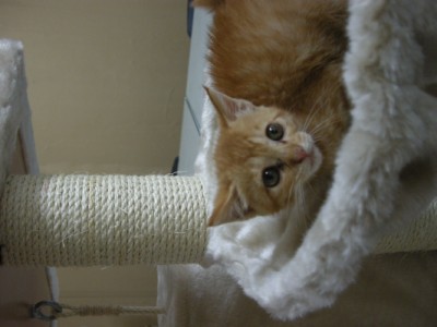 캣타워 기념사진입니다.