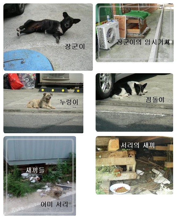 [특별모금]장군이와 친구들..