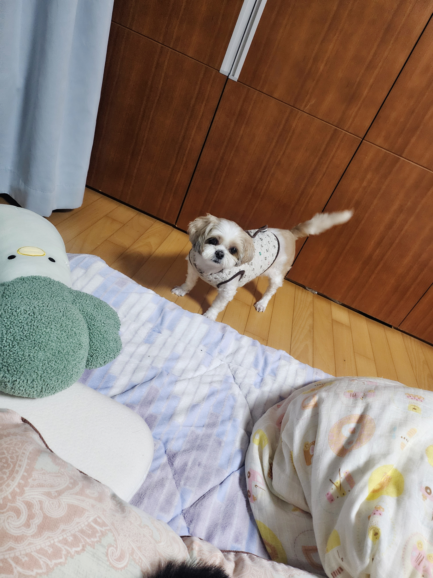 (에밀리_양구28) 튼튼이 이년차 후기