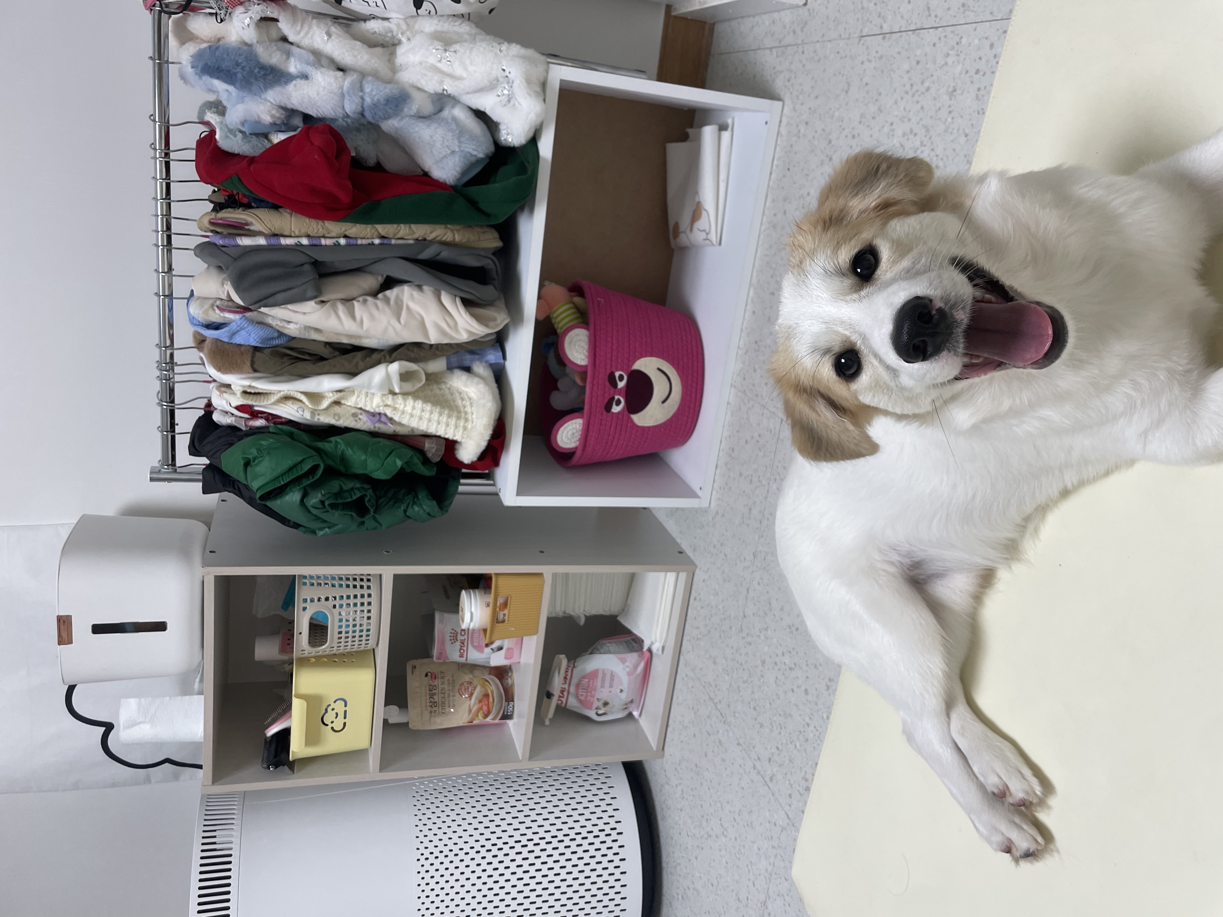 만복(모랑이) 근황입니다!