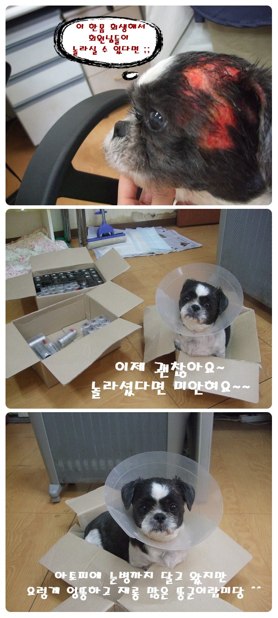 뚱군의 절정 아토피 ;;