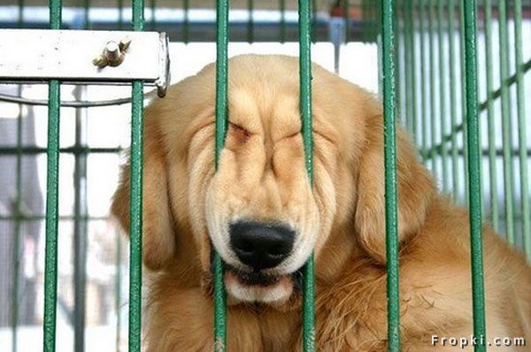 강아지들의 각각의 행동에서 보여지는 그들의 성격??^^;;