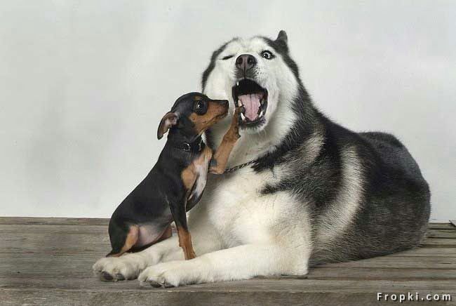 강아지들의 각각의 행동에서 보여지는 그들의 성격??^^;;