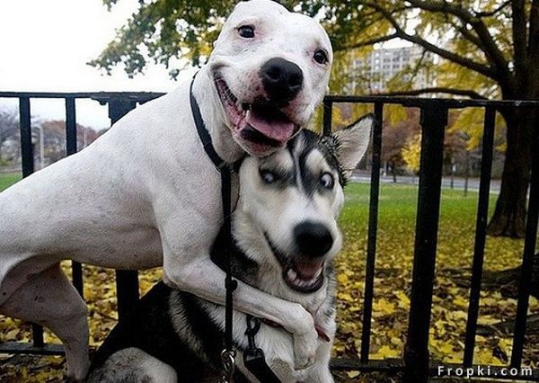 강아지들의 각각의 행동에서 보여지는 그들의 성격??^^;;