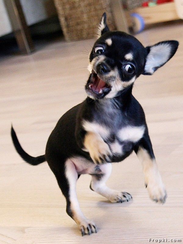 행동에서 보여지는 강아지들의 성격 (2)?^^;;