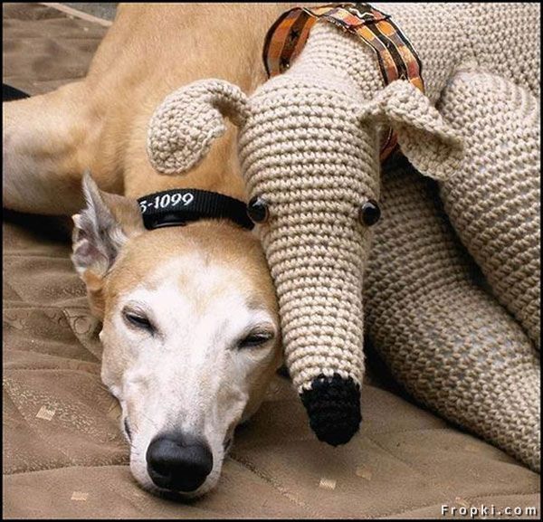 행동에서 보여지는 강아지들의 성격 (2)?^^;;