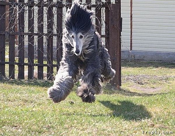 행동에서 보여지는 강아지들의 성격 (2)?^^;;