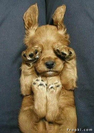 행동에서 보여지는 강아지들의 성격 (3)? ^^