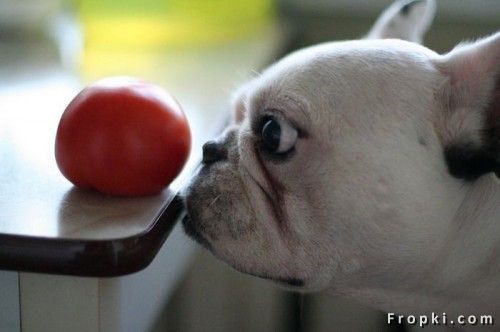 행동에서 보여지는 강아지들의 성격 (3)? ^^