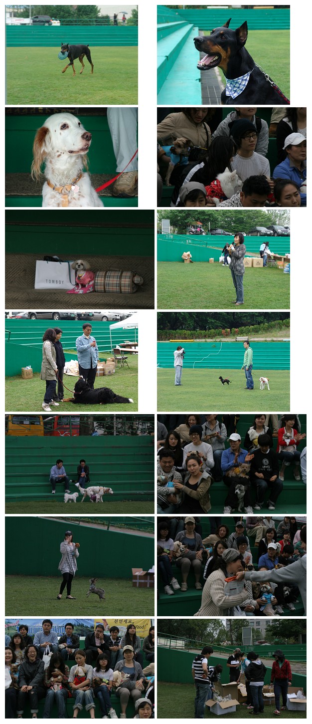 입양동물의날 사진 - 개인, 단체 