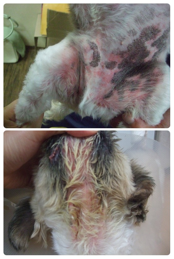 아토피 2탄 - 강이편