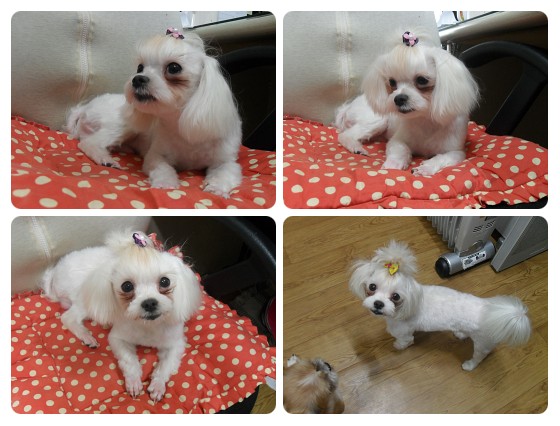<font color=#ff0000>홈페이지이용에 불편을 드려 죄송합니다.