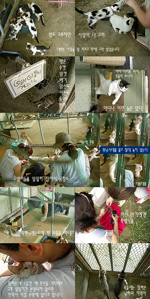 둥물구조협회 사진(프리챌 고양이모임)-퍼옴