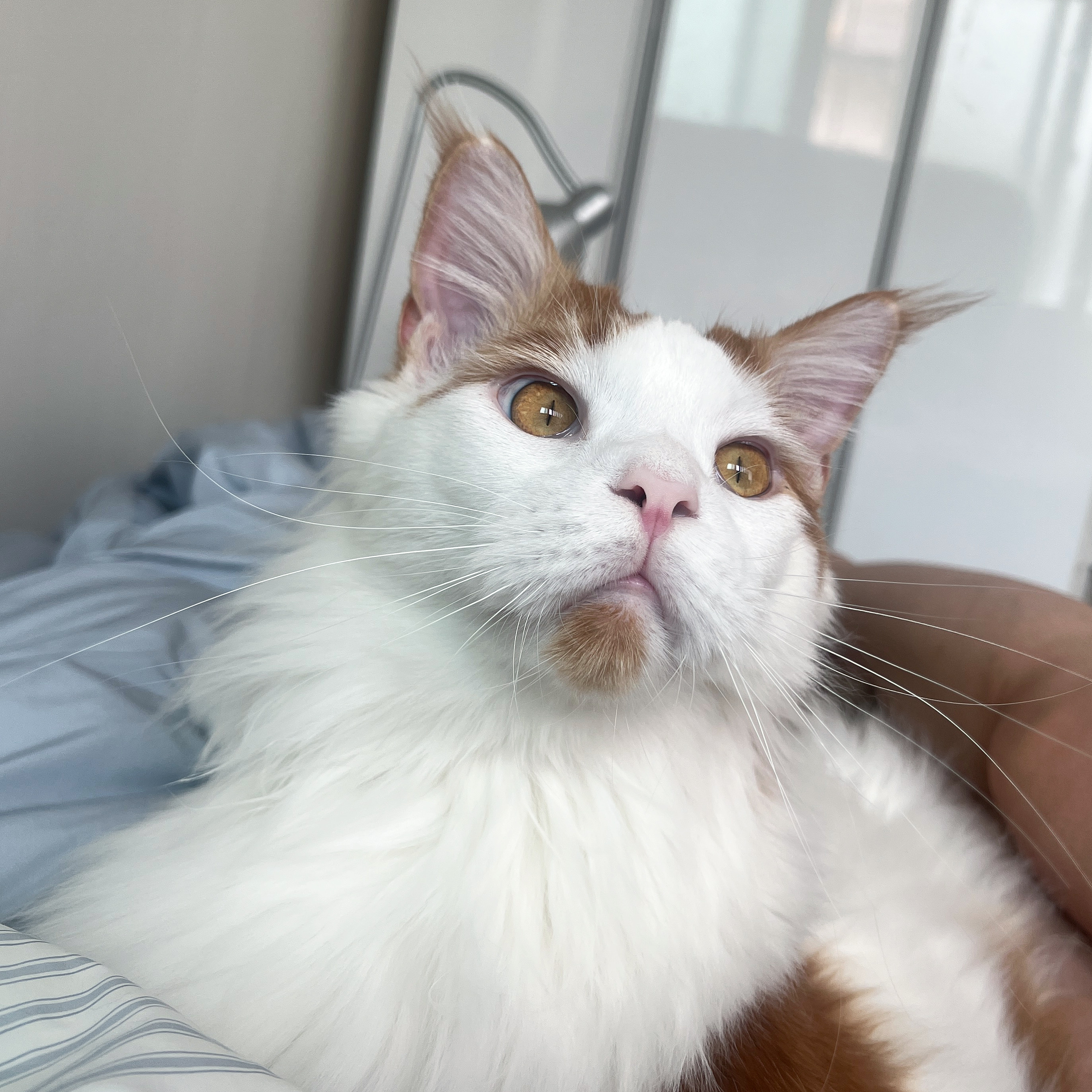 조케타(테리) 2년차 입양후기