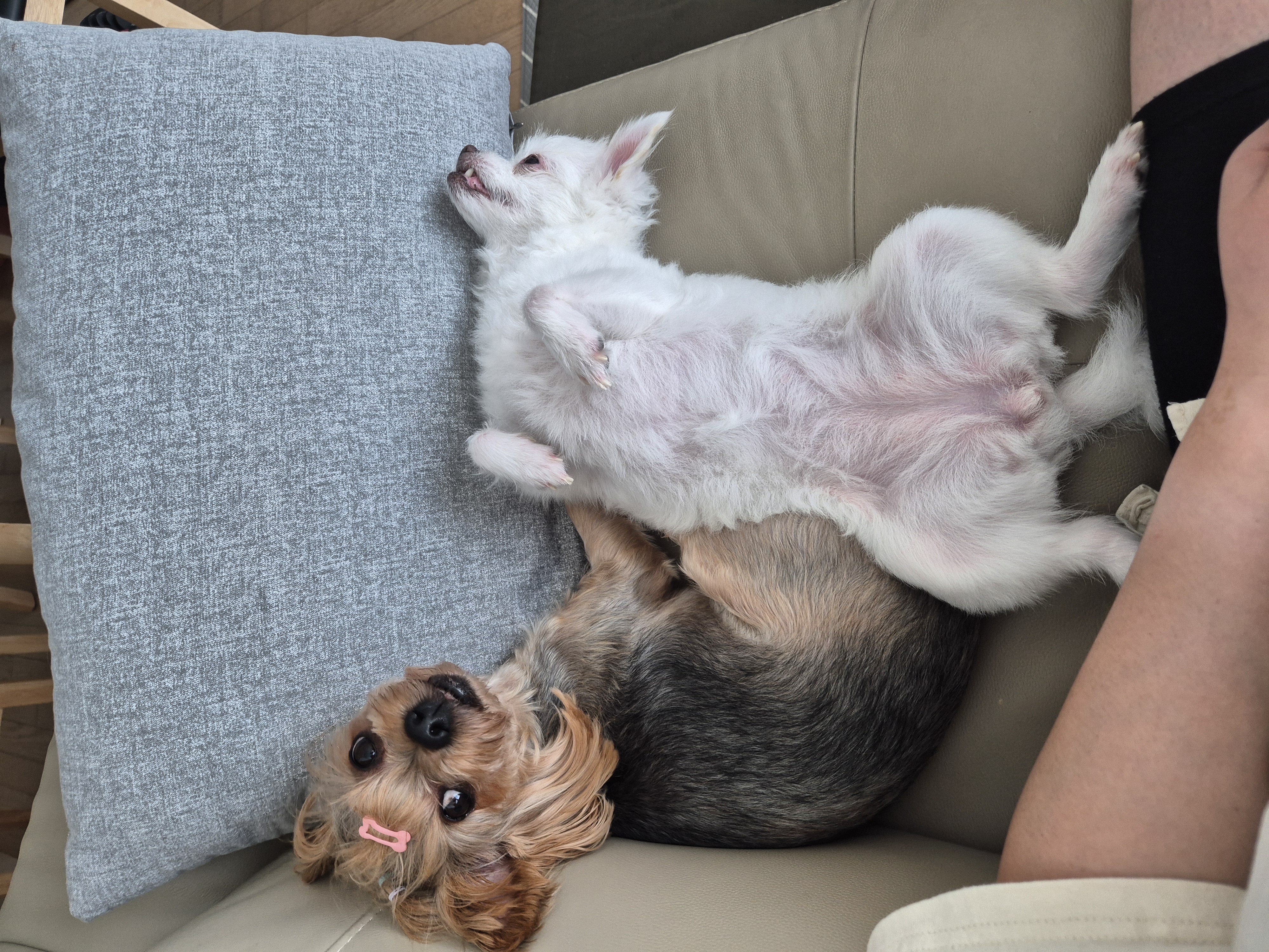 충남 구조견 오투(현 설희) 근황 올려봐요^^