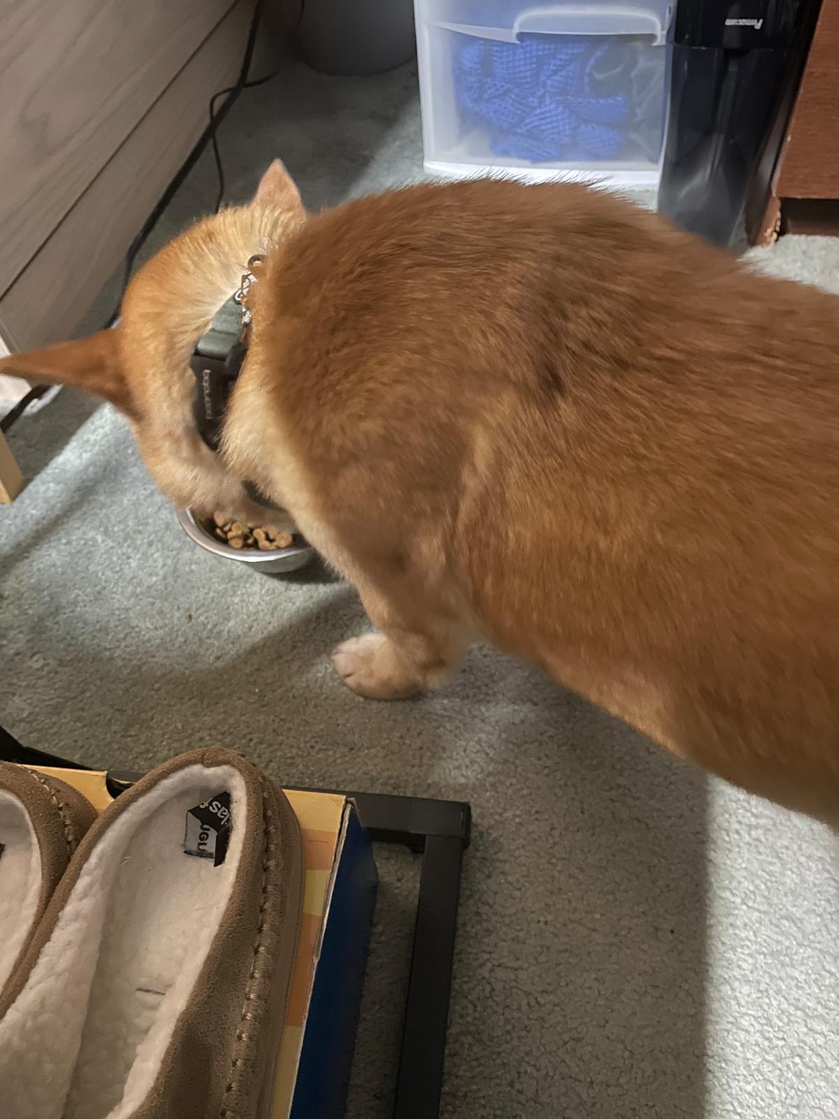 [해외입양] 캐나다 토론토에서 전해온 '아장이' 소식💌