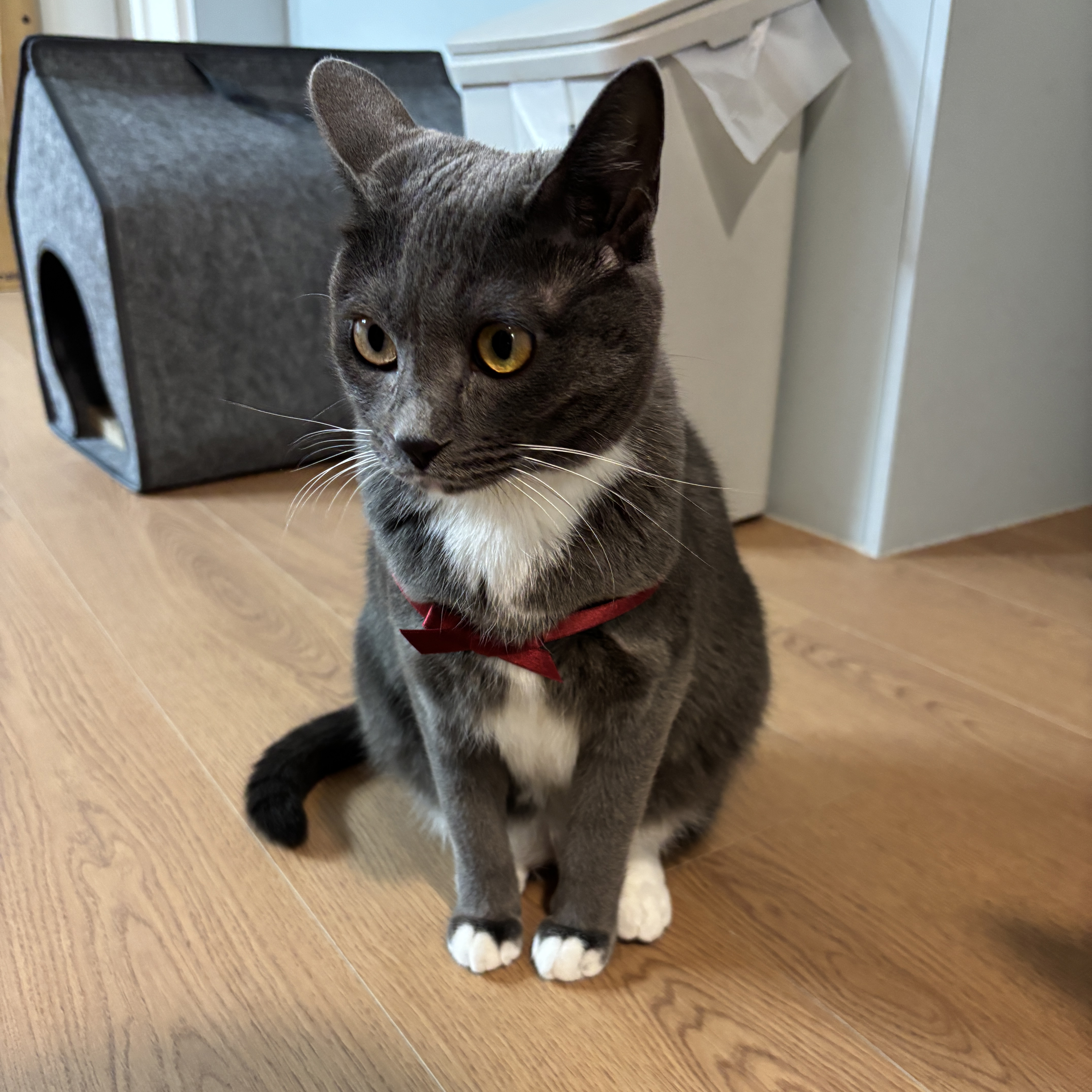 토란이(구 묘미) 입양 1년 후기