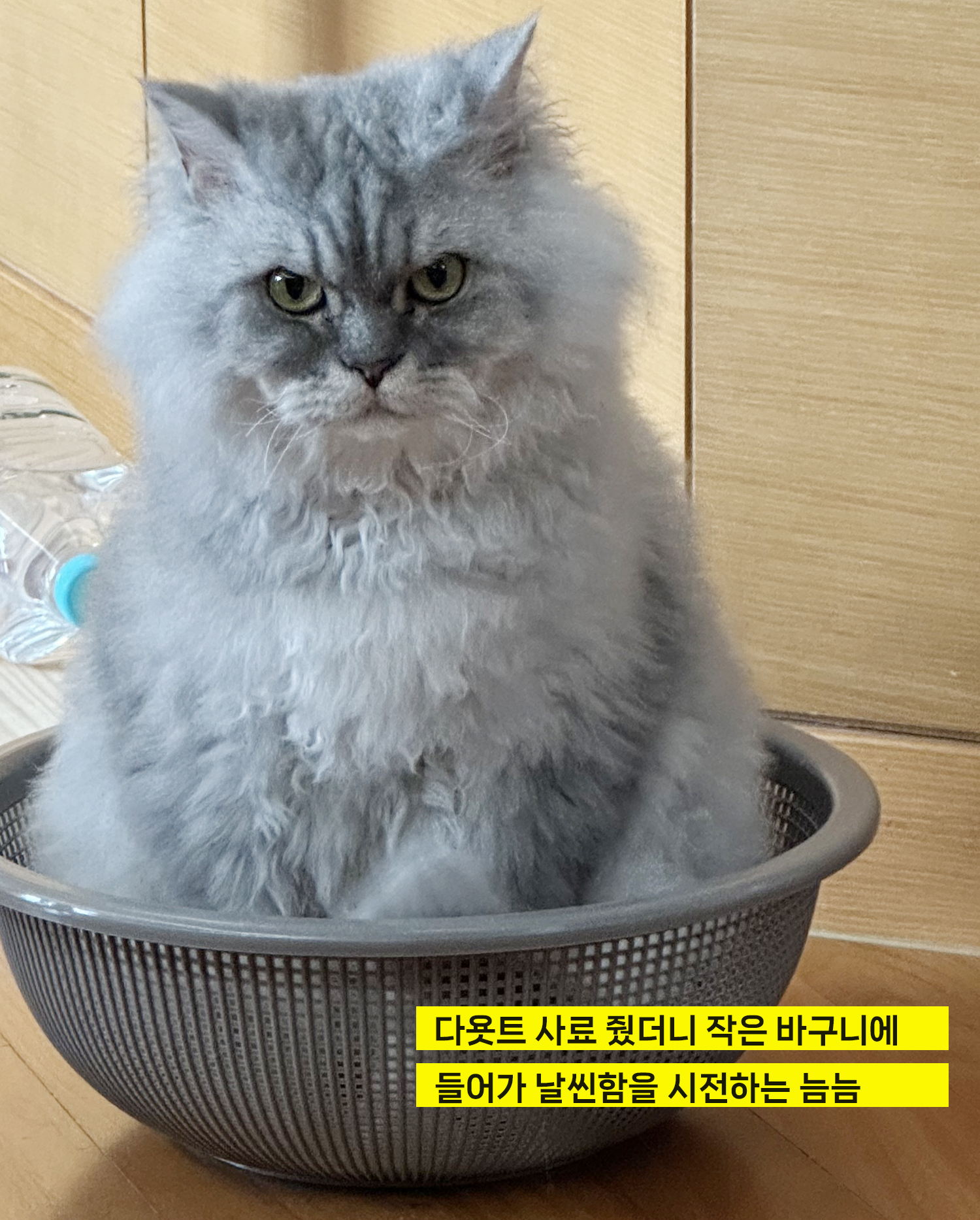 늠늠회장과 쵸쵸베비의 반년~