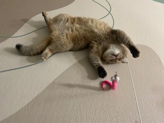 두두 (구 삼월이) 한달 후기 🧡