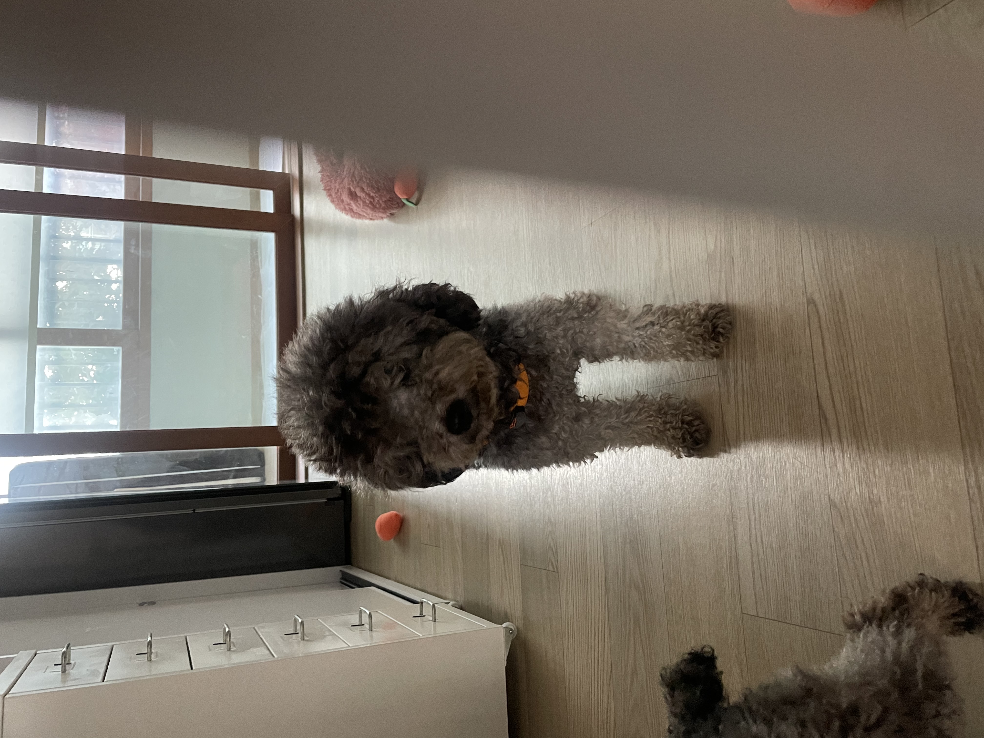 모리 입양 & 모찌 (이전 지그) 임시보호 후기 입니다.