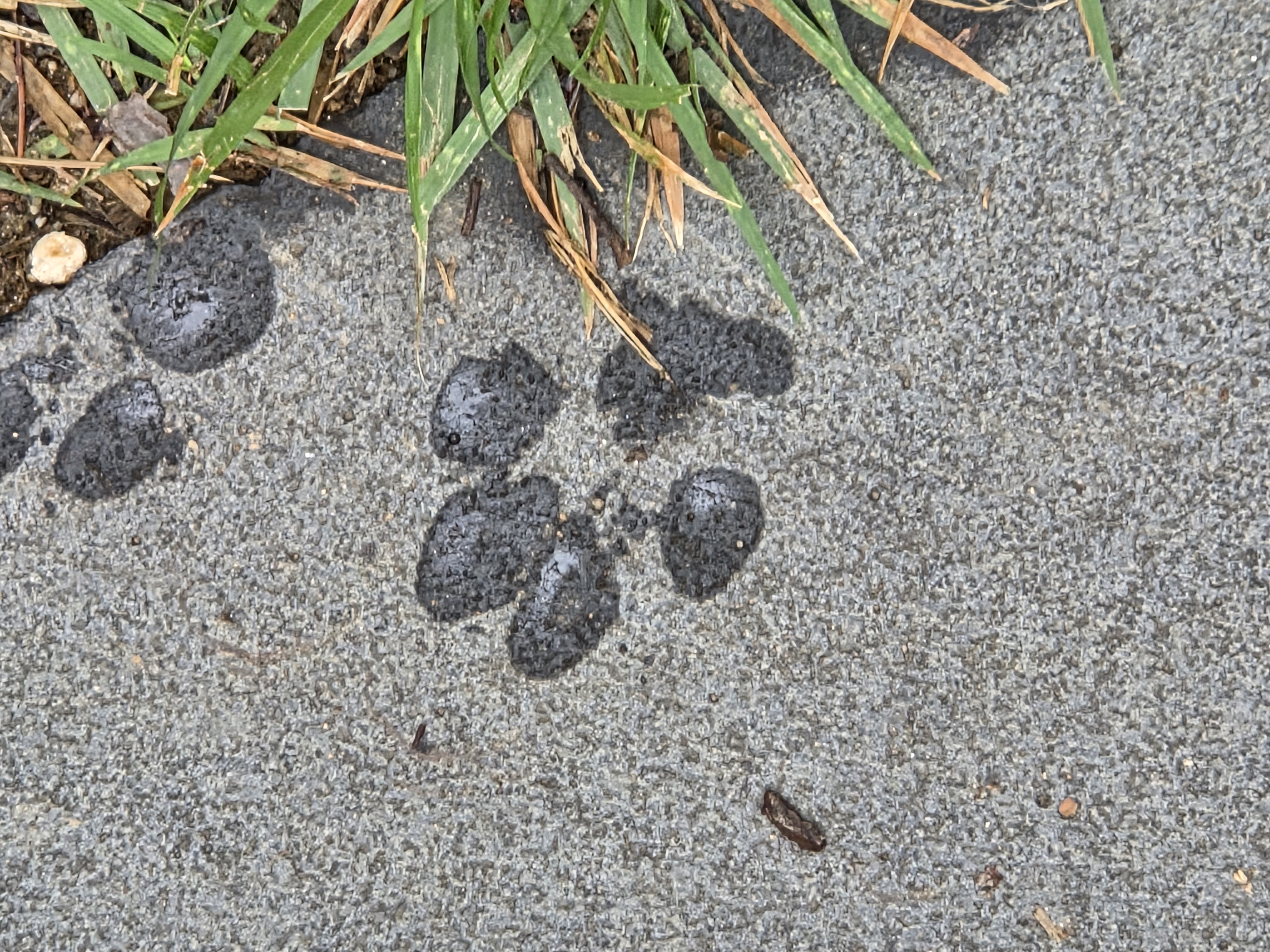 리유 임시보호 한달차 🤍 (다람이 입양 세달차)