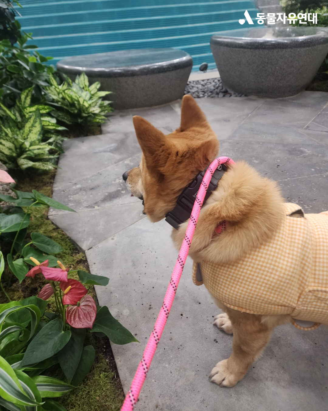 [해외입양] 캐나다 토론토에서 가족을 만난 '아장이'