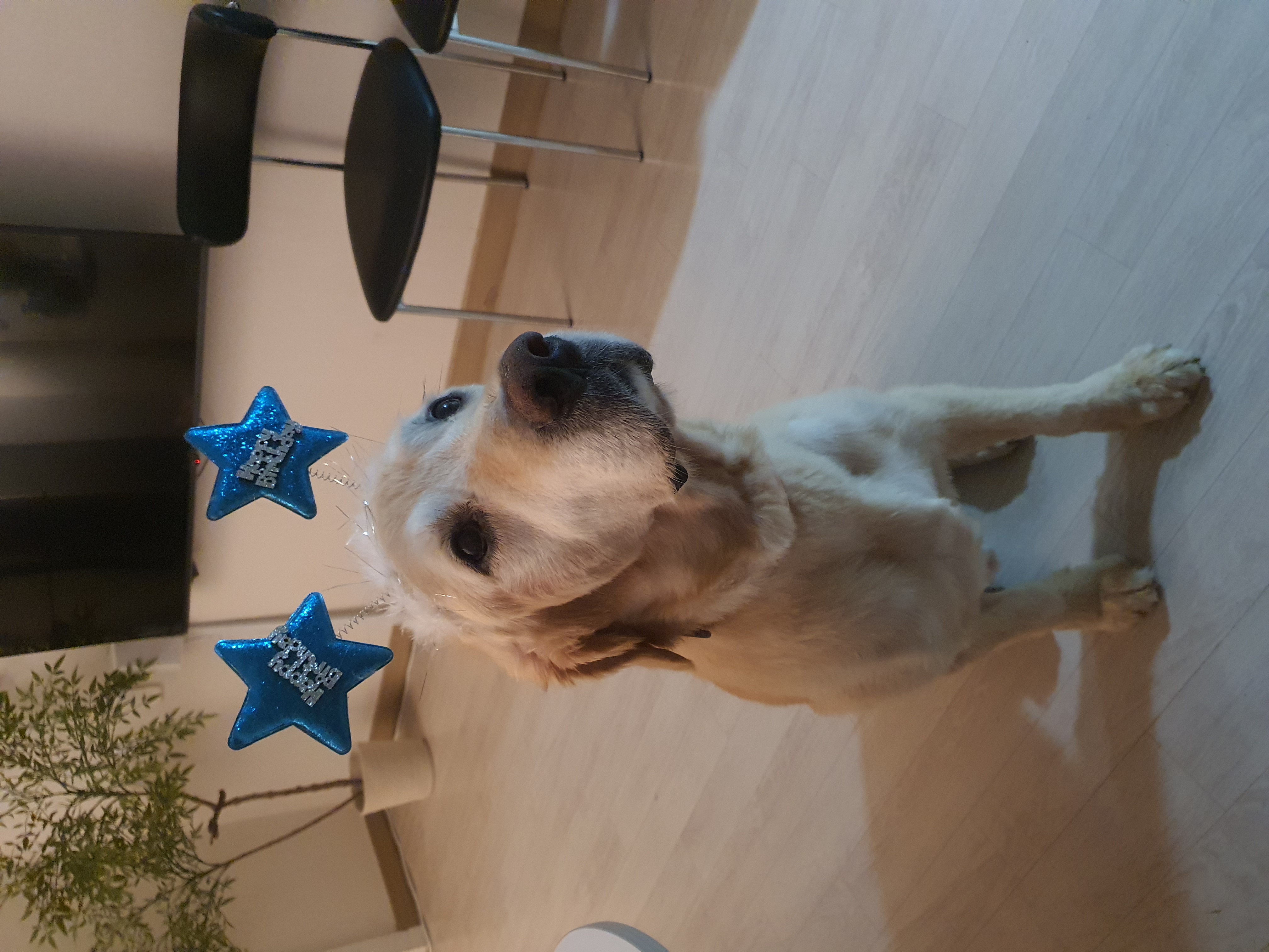 조아( 사복이) 입양  한달 일기