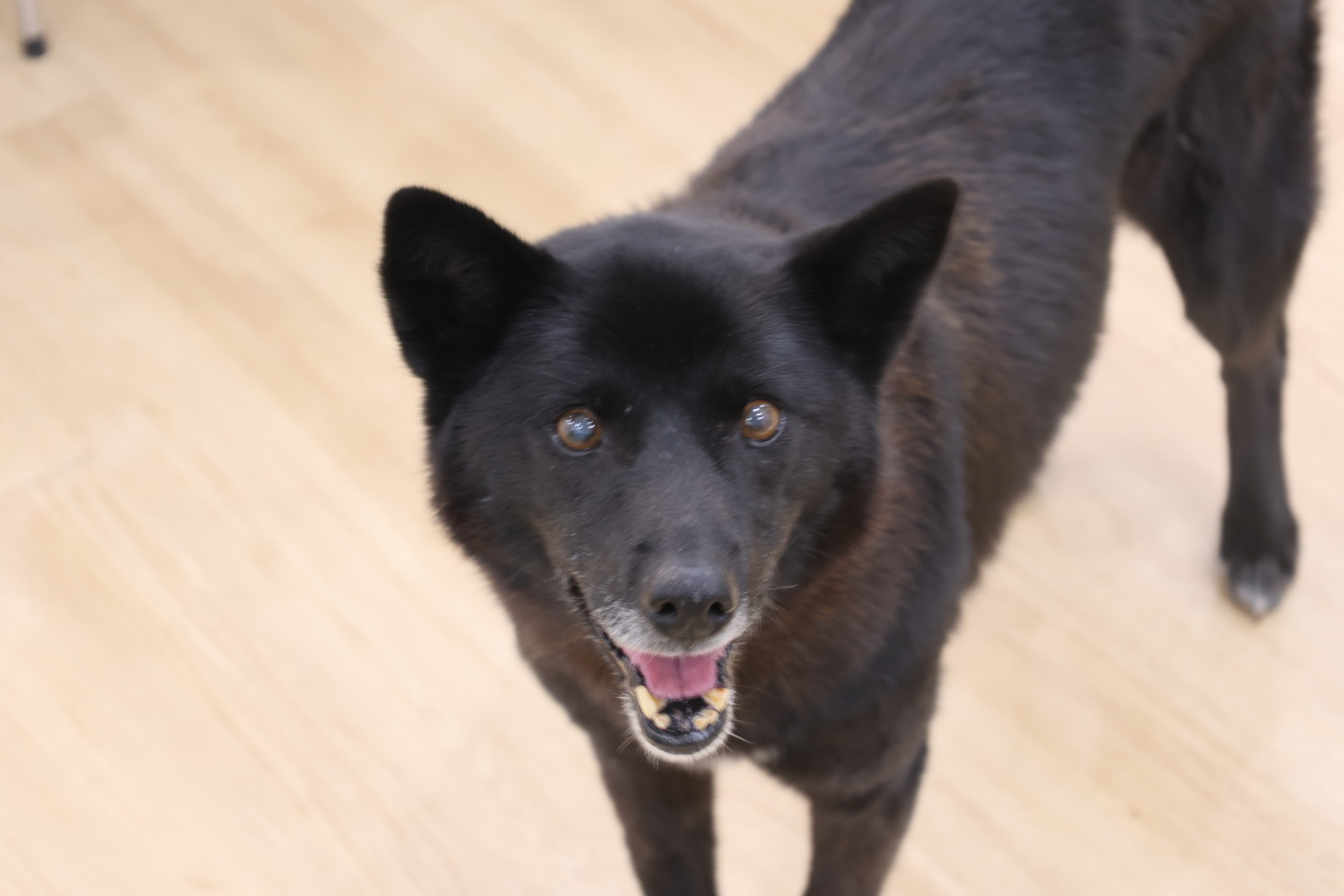 반달이 케일이 경주여행