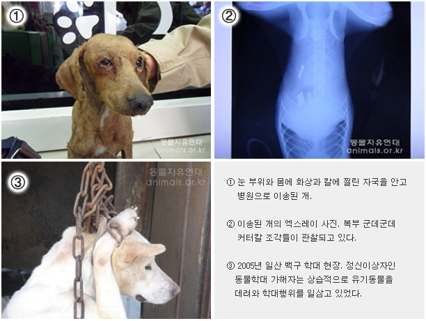 백구