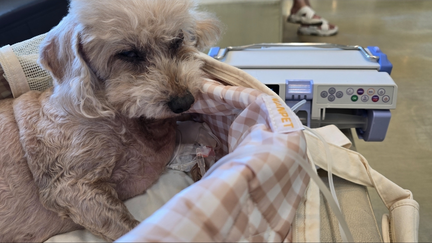 치치(곤지암83) 왼쪽 수정체 전방 탈구로 치료중 입니다.