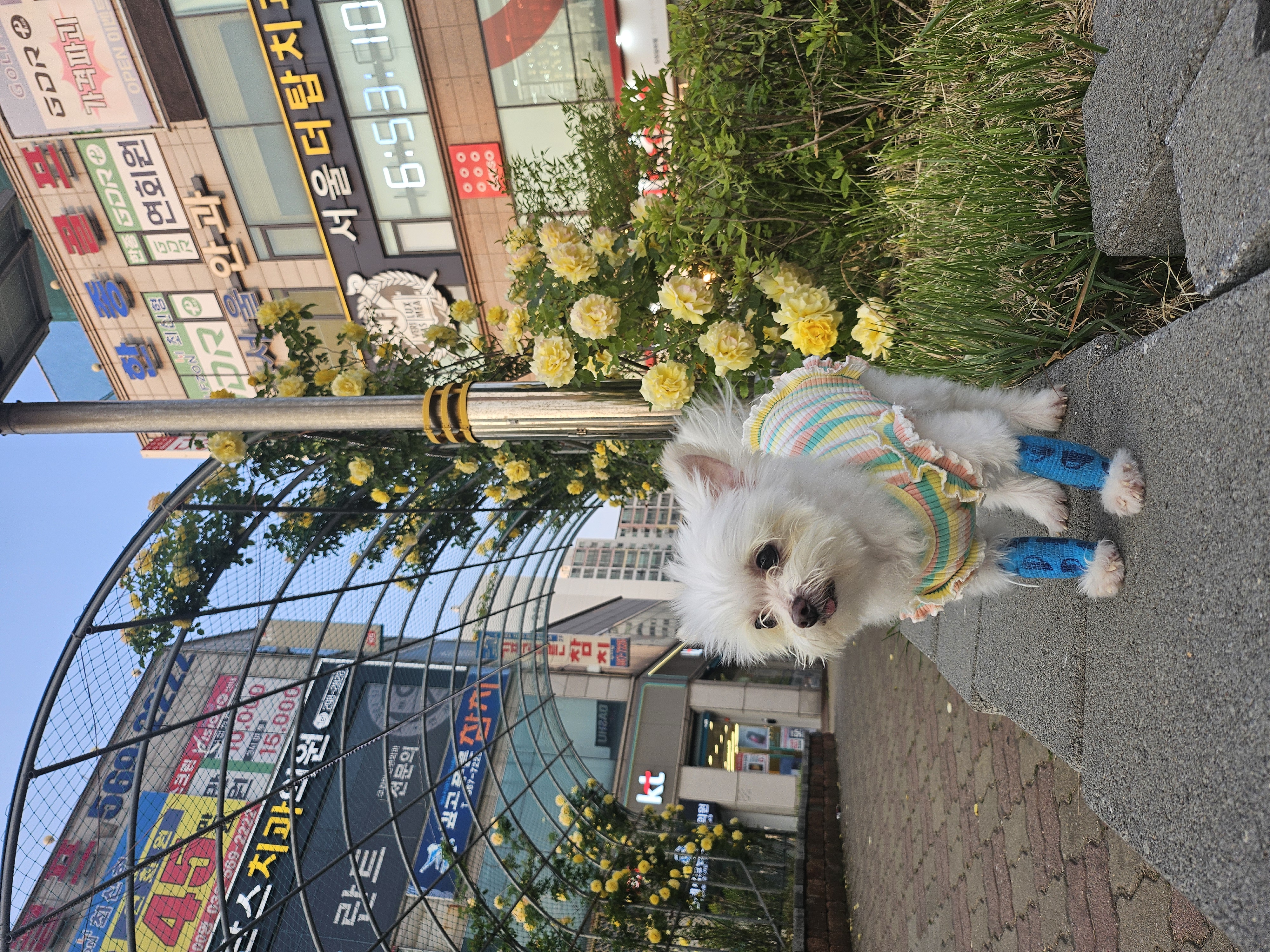 꾸미(익준이) 잘 있습니다 :)