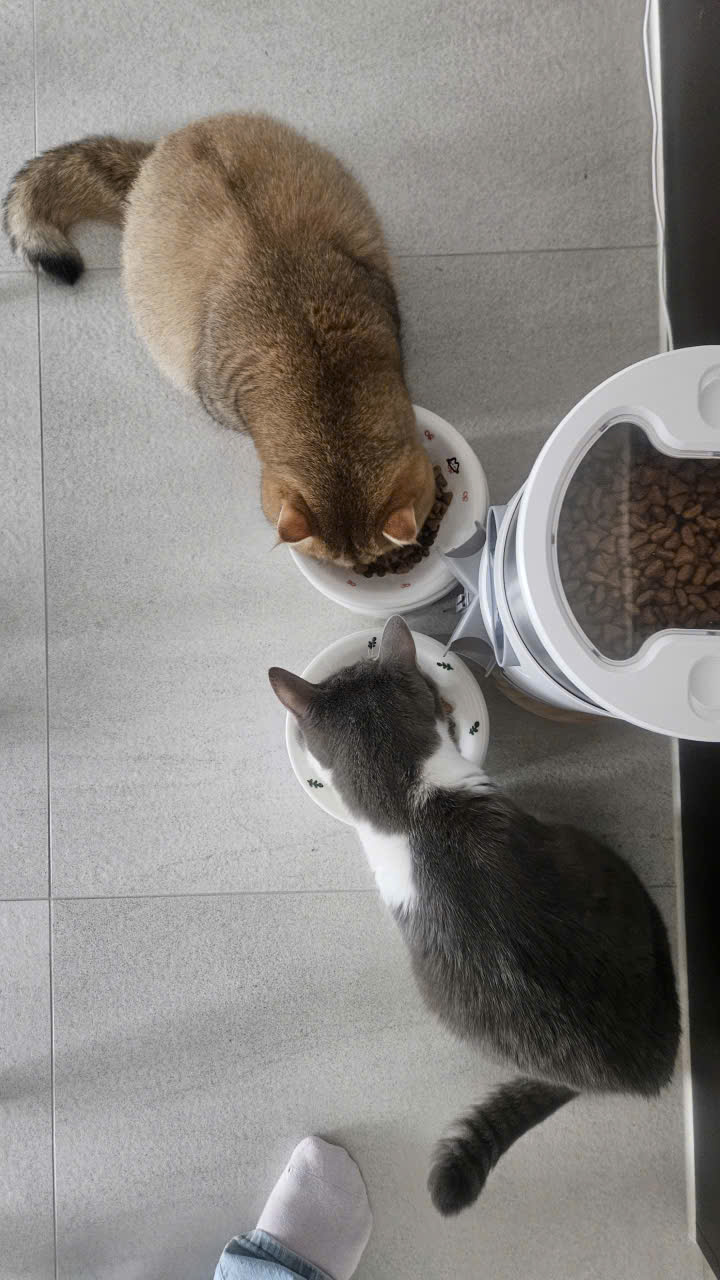 우리집 마스코트가 된 마루