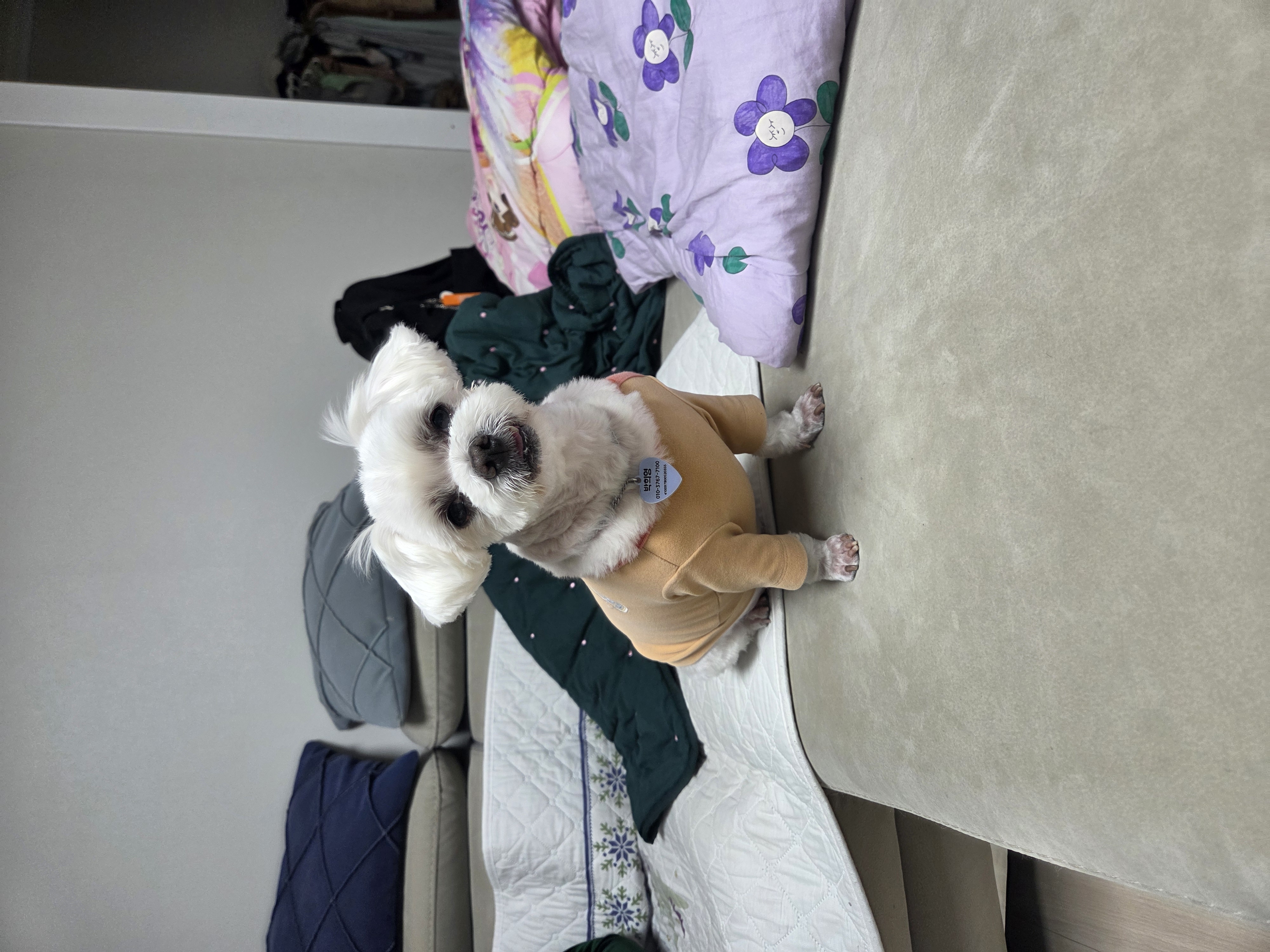 보령번식장구조견  티코