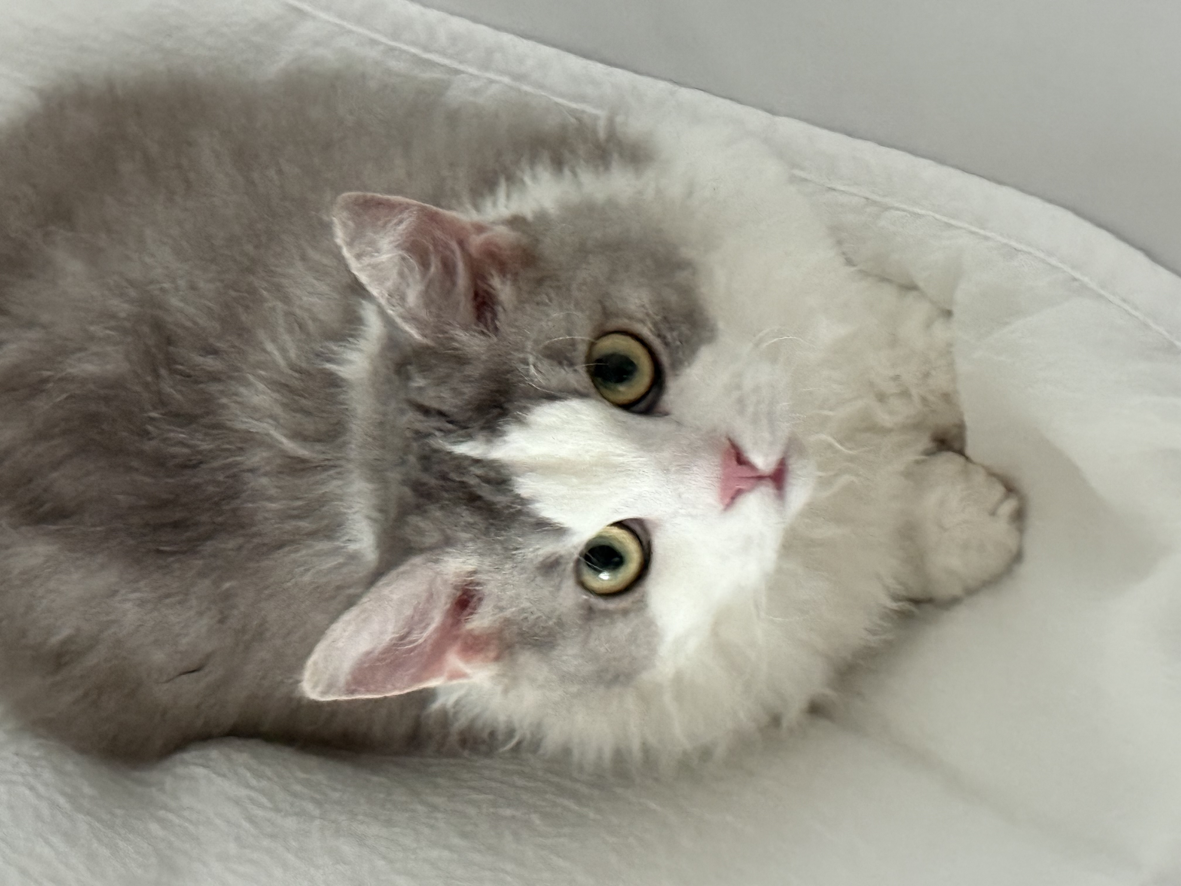 천사냥 단비(울산번식장 구조묘 몽땅이)와 6개월차 동거 후기