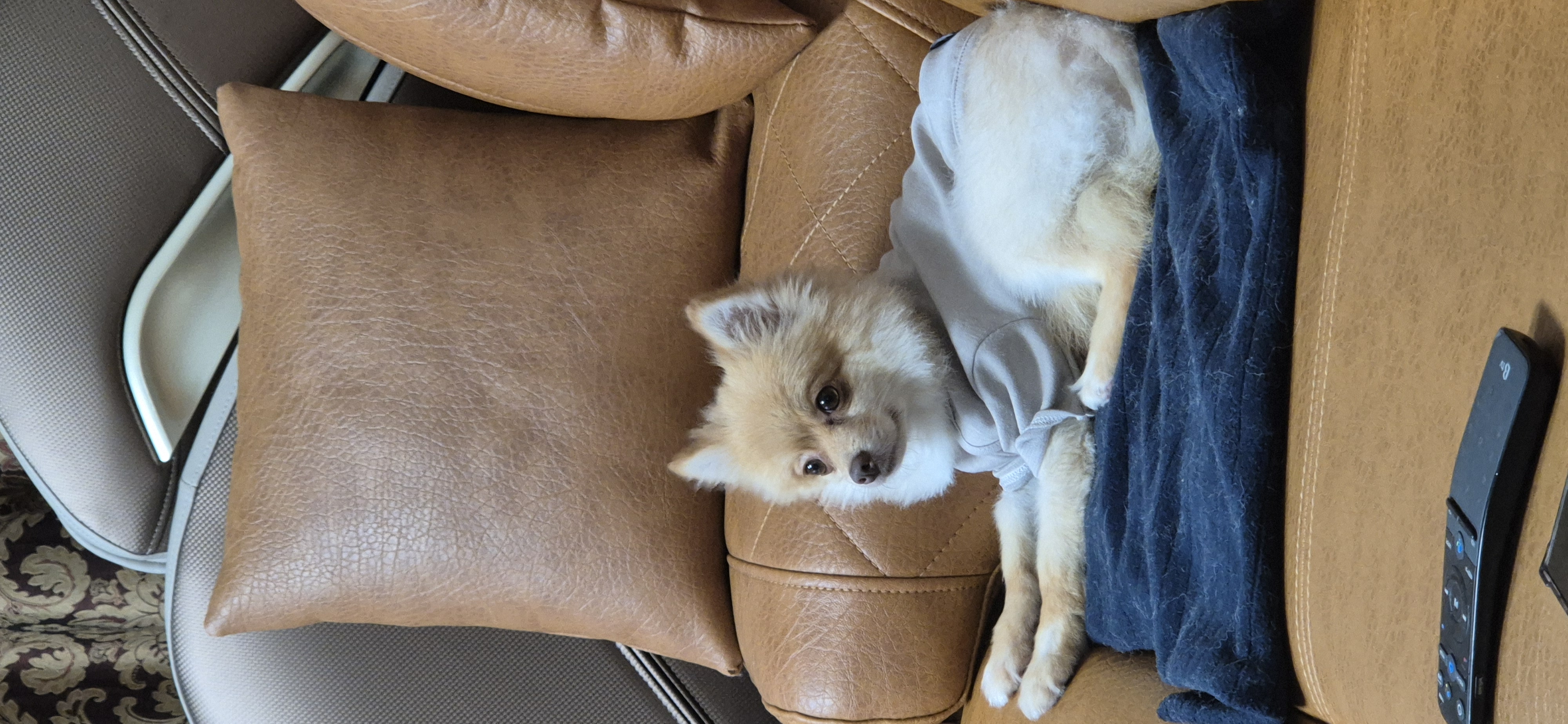 애니(여우) 입양 세 달 차