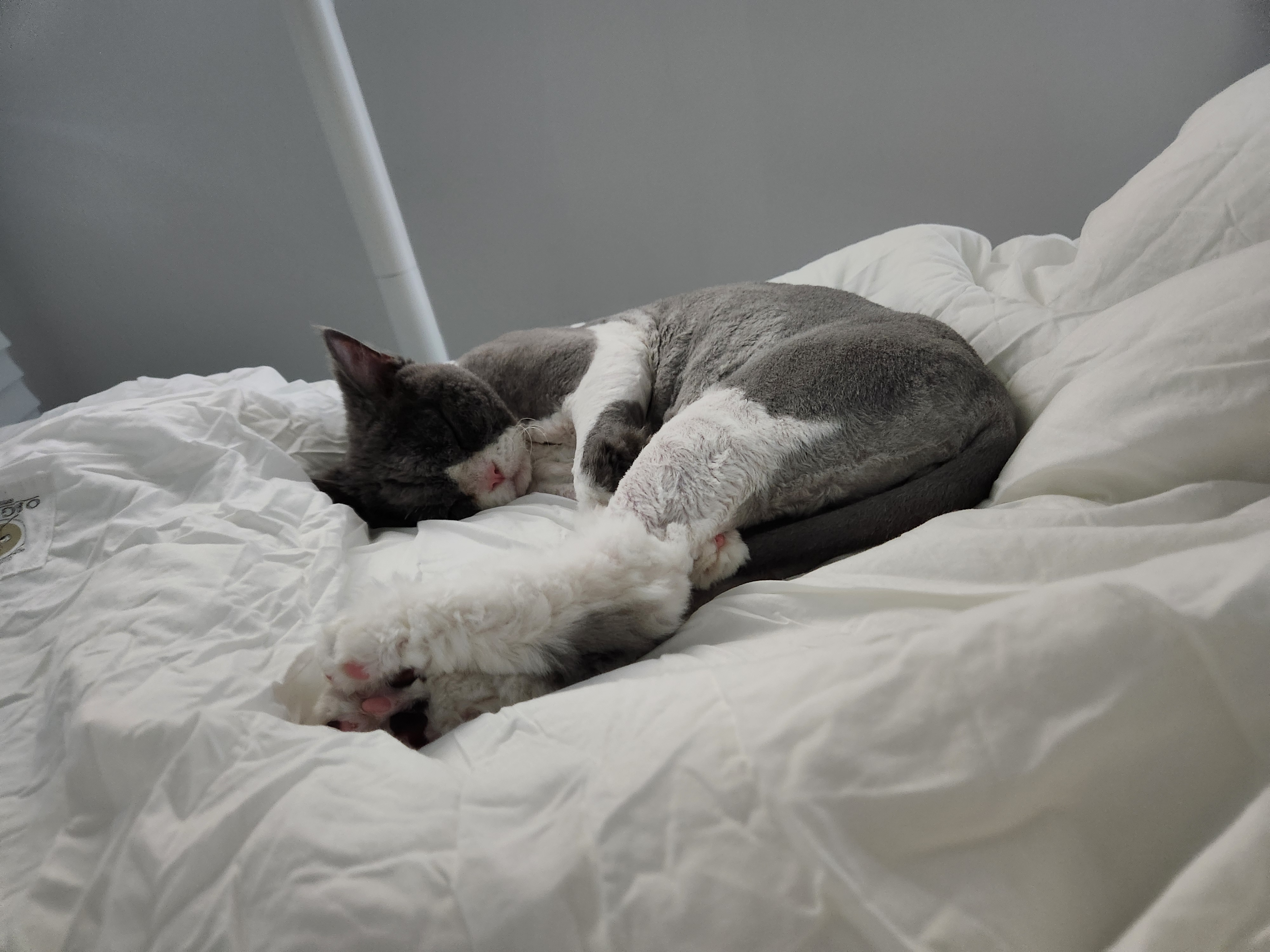 짜리가 루피가되어...