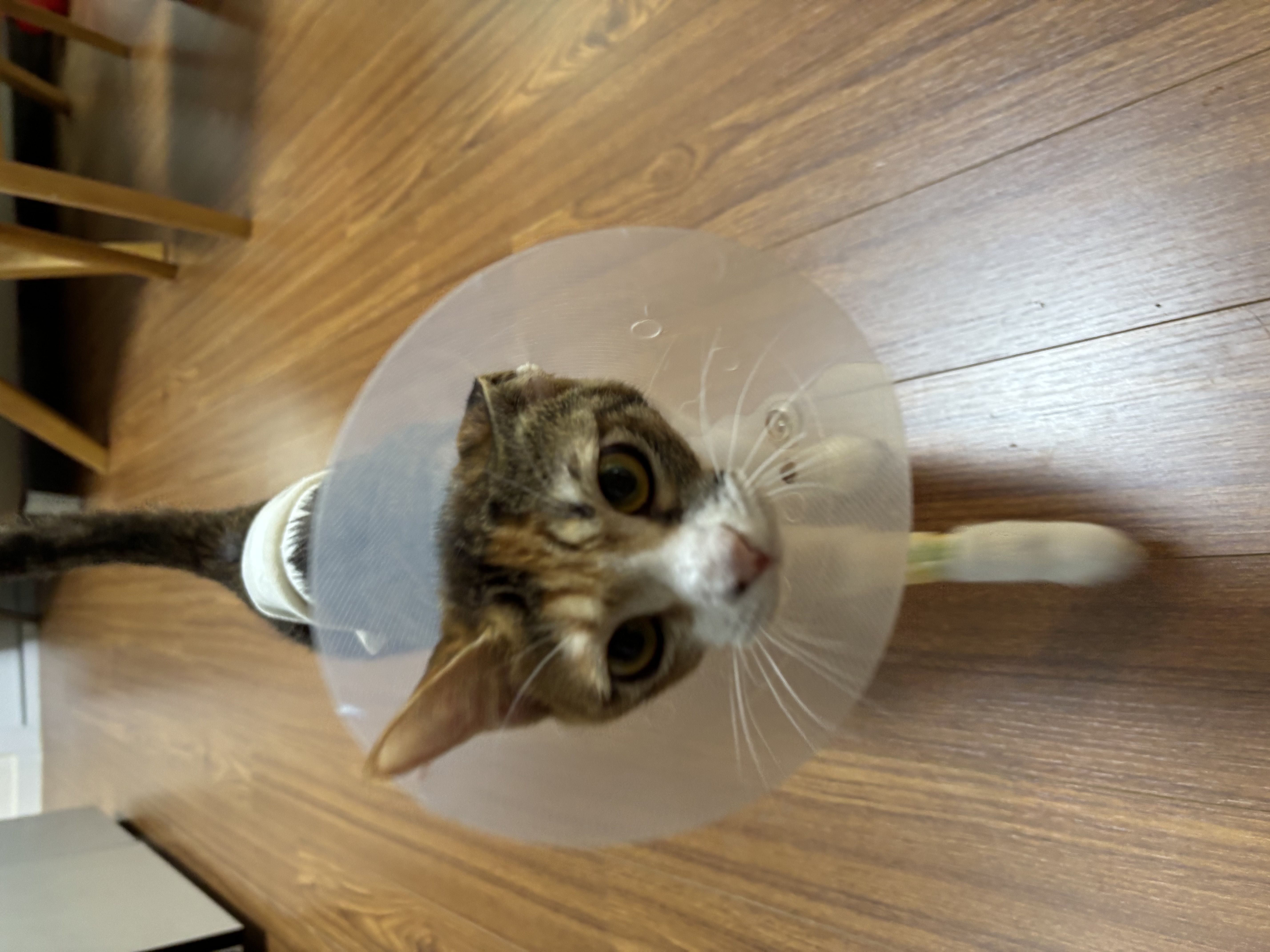 별기 입양 3개월 후기 