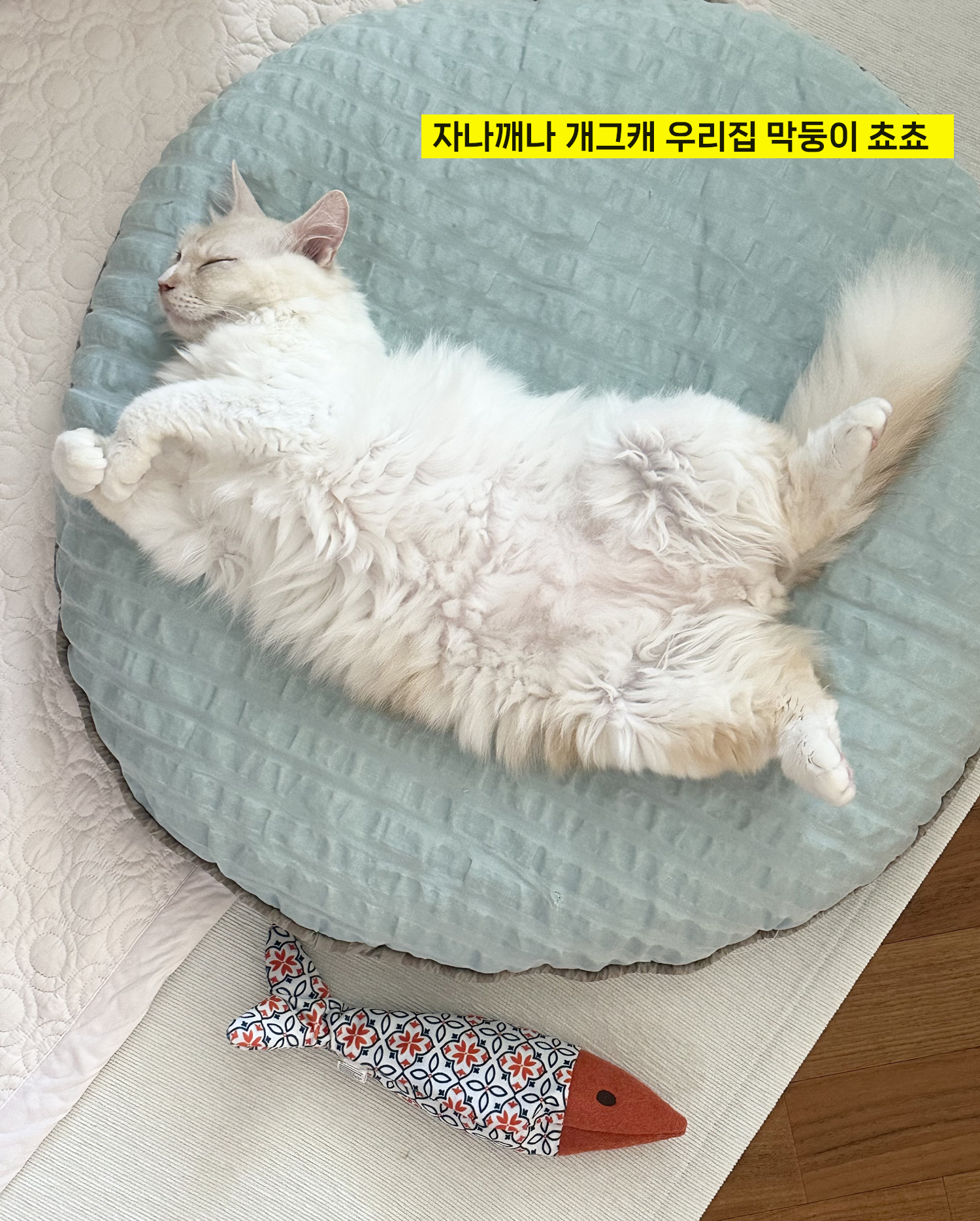 늠늠회장과 쵸쵸베비의 반년~