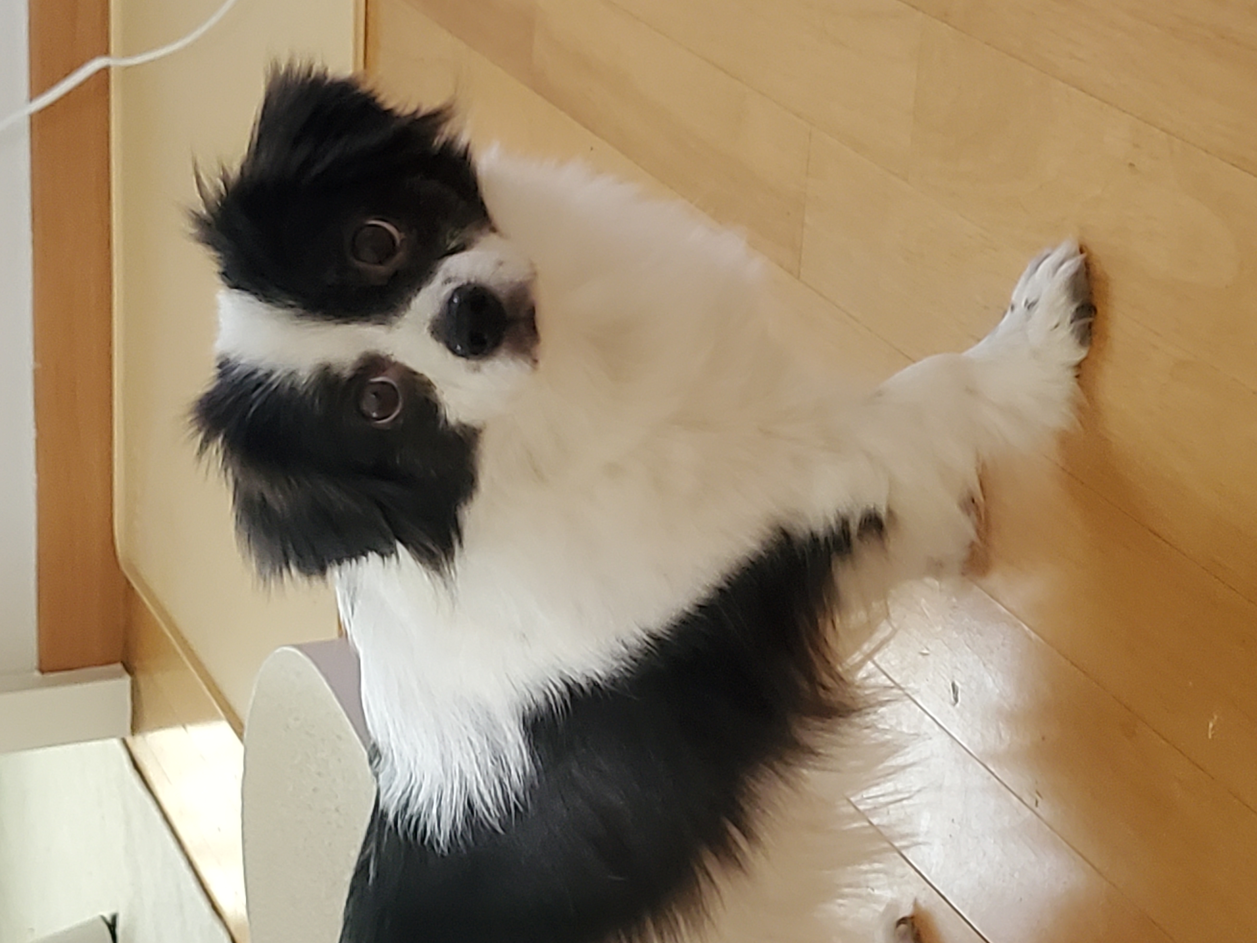 시유(모네)는 잘 지내고 있어용