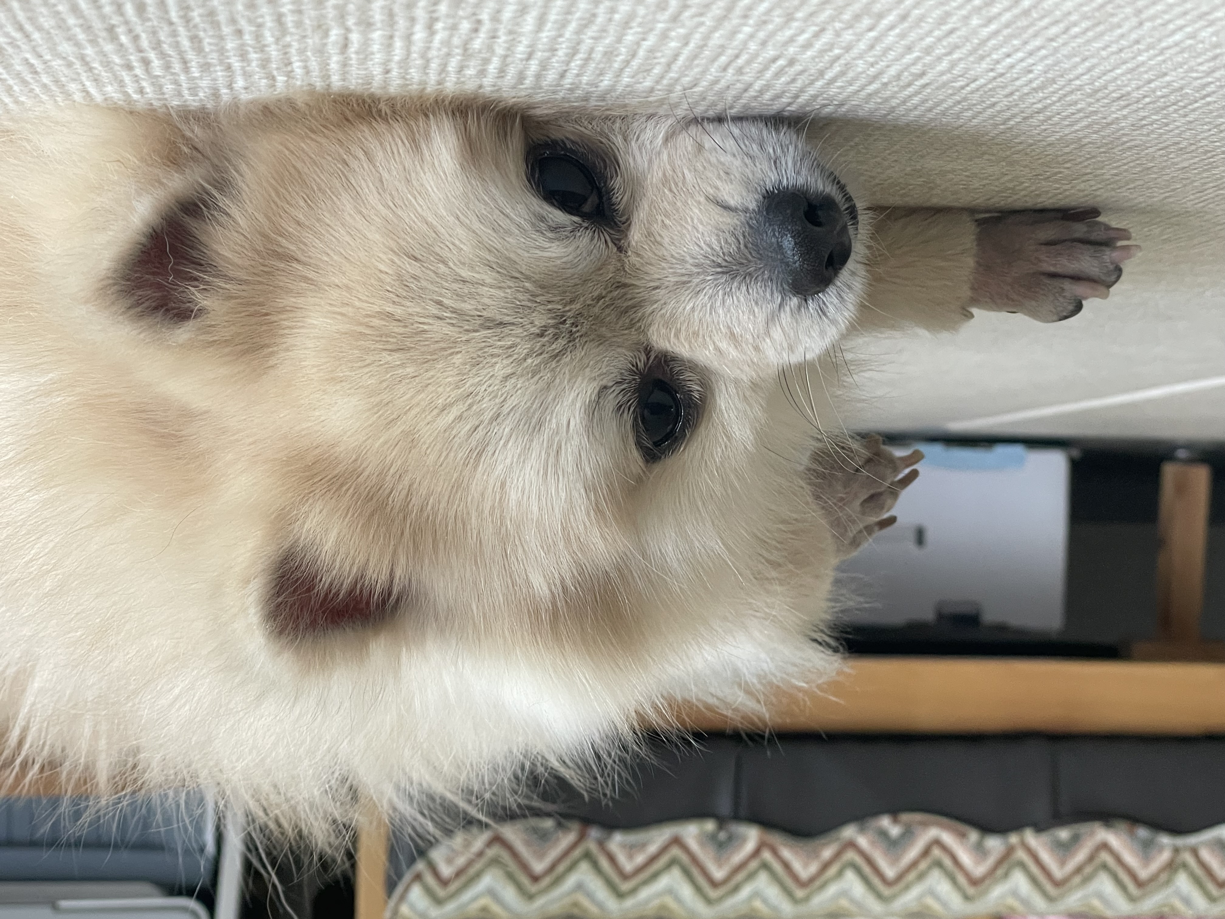 따봉(구 포키)이의 2025년