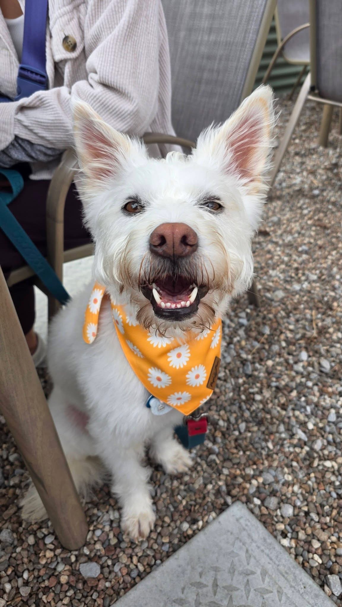 [해외입양] 캐나다 토론에서 전해온 '백이' 소식💌