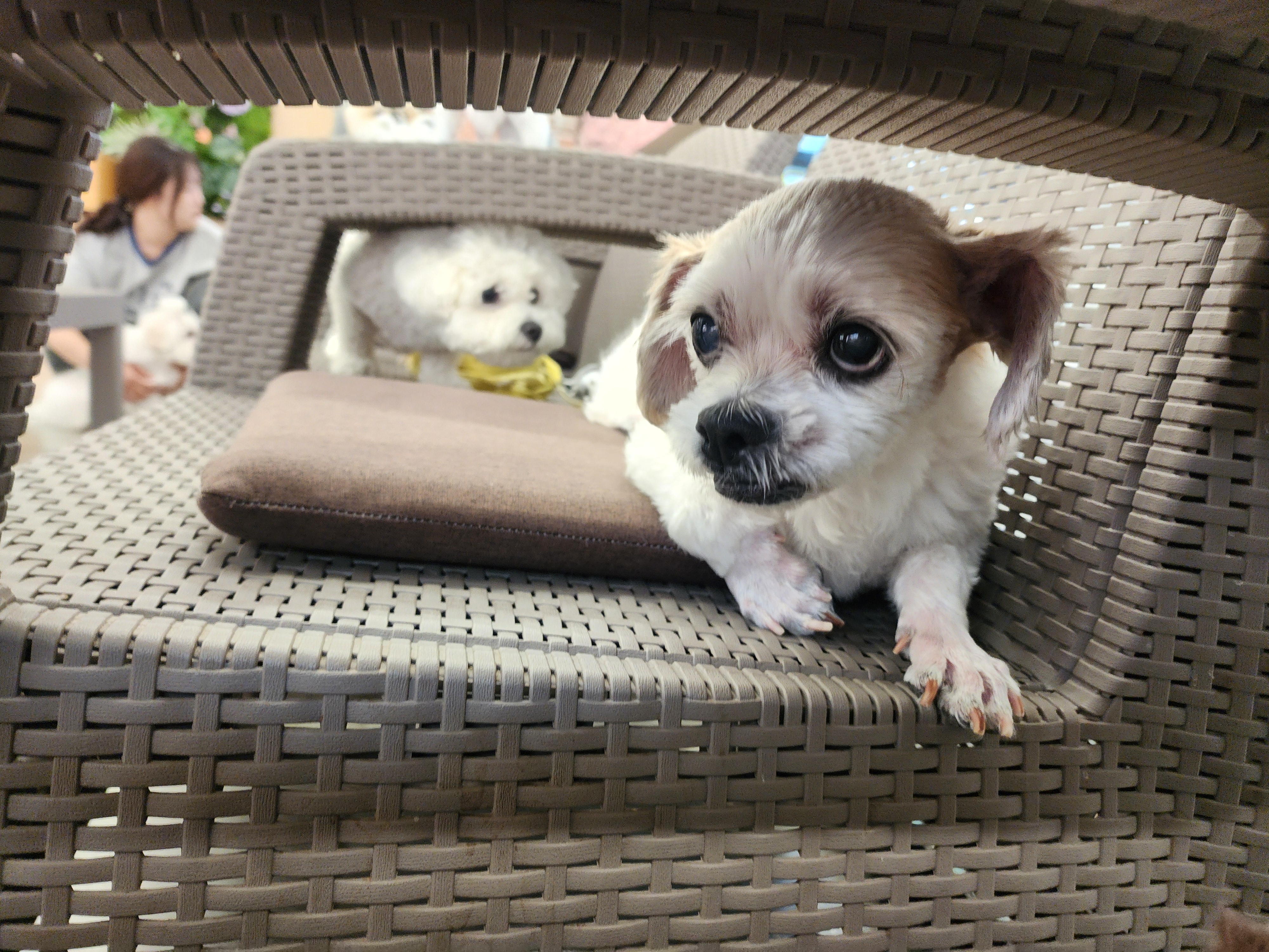 ♡ 애디 입양후기 (前.착한이) ♡