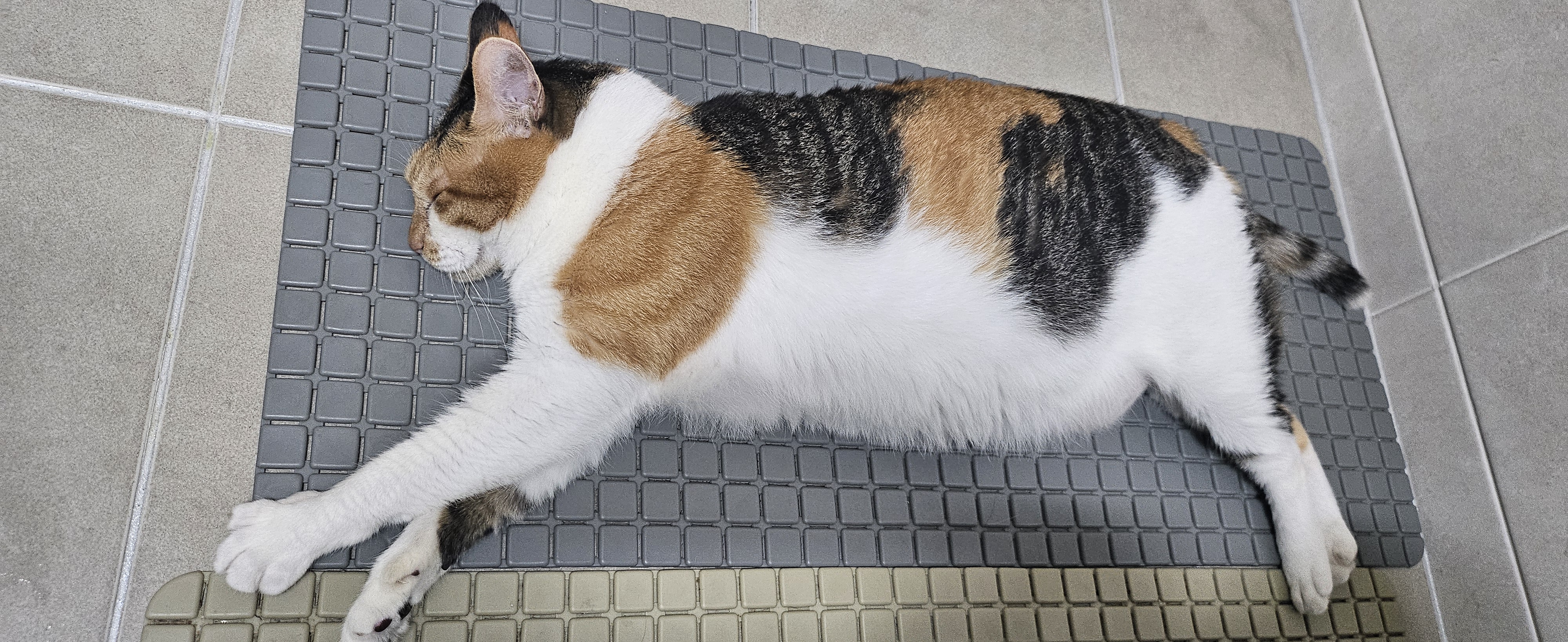 뽀얌이  5년 이야기
