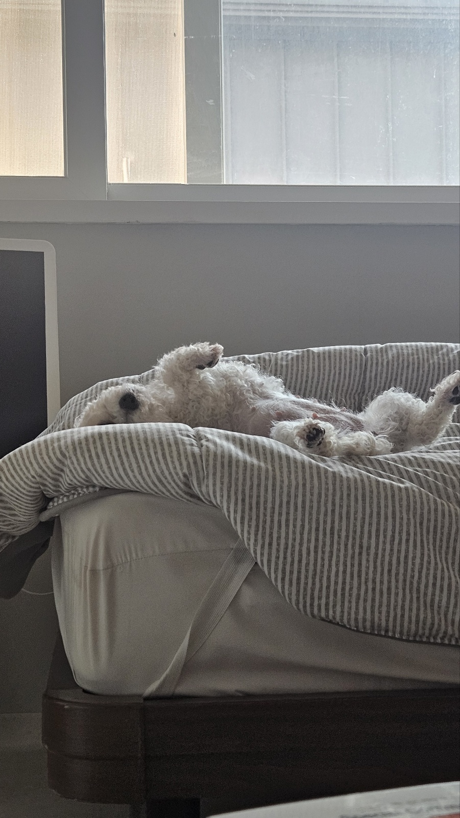 세나 임보 일주일차 후기